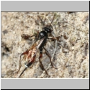 Agrothereutes adustus - Schlupfwespe w01a 9mm Sandgrube Niedringhaussee det06.jpg